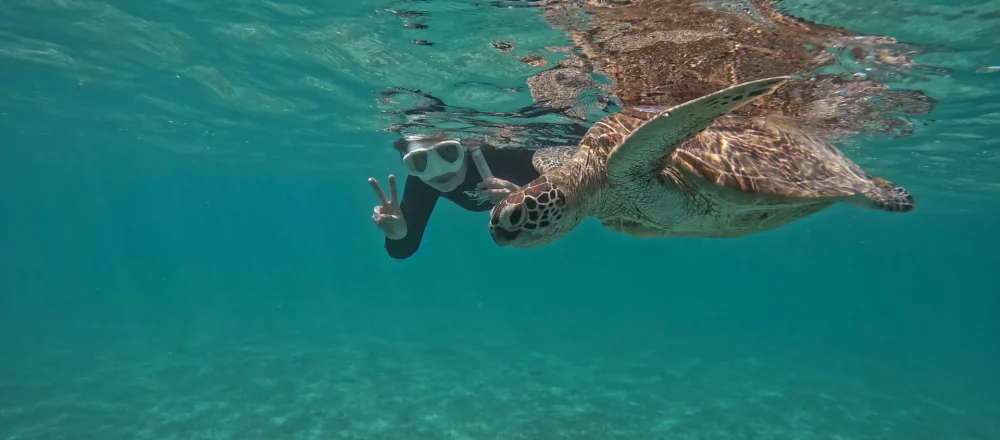 Snorkeling with turtle