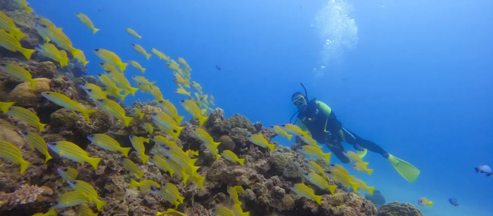 Fun-diving